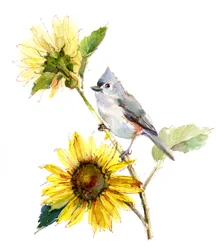 Titmouse with Sunflower